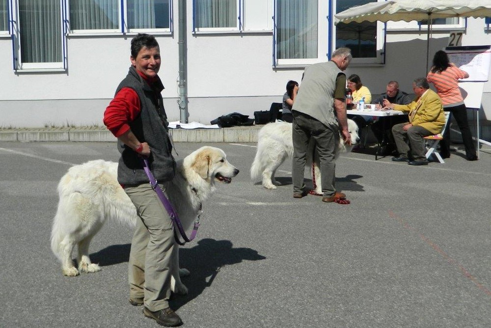 Pyrenäenberghund - Ausstellung Chemnitz April 2015 - Gruppenbild